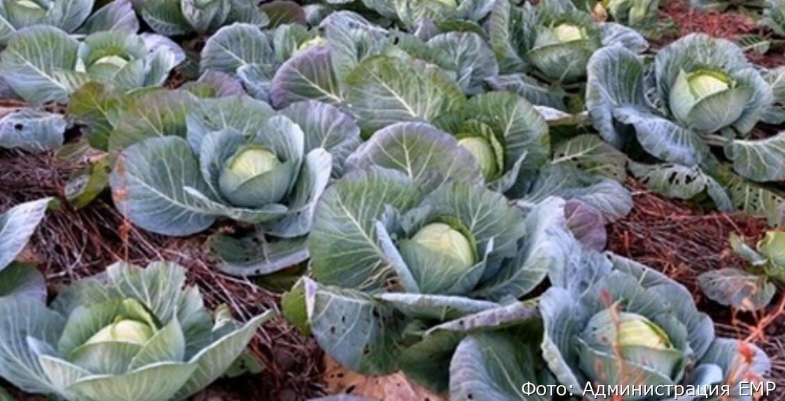 Сельхозпредприятия Елизовского района подвели итоги уборки урожая 2025 года