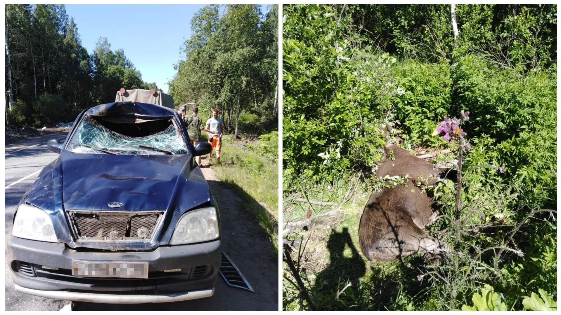 Сбил лося на дороге штраф. ДТП С лосем в Ленинградской области.