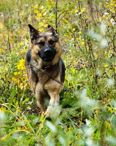 В Кузбассе ищут без вести пропавшего неделю назад 41-летнего мужчину