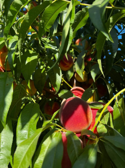 Урожай фруктов и ягод в Краснодарском крае