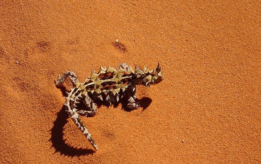 Австралийская колючая ящерица Moloch horridus вдохновила создателей капсулы FLASH. Фото Pixabay