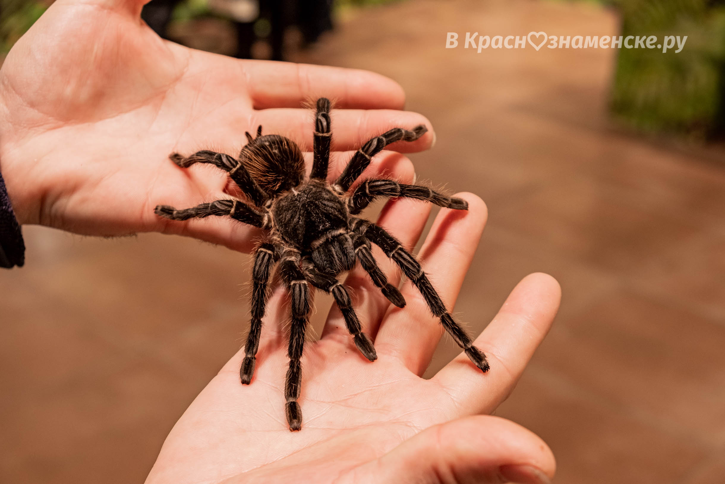 Выставка пауков тамбов. Пауки. Гигантский паук. Паук картинка. Австралийские пауки гиганты.