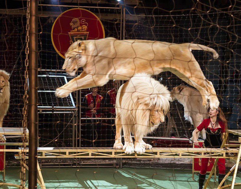 Лев в цирке. Лев в цирке выступает. Львы выступающие в цирке. Цирк шапито максимус. Животные из цирка.