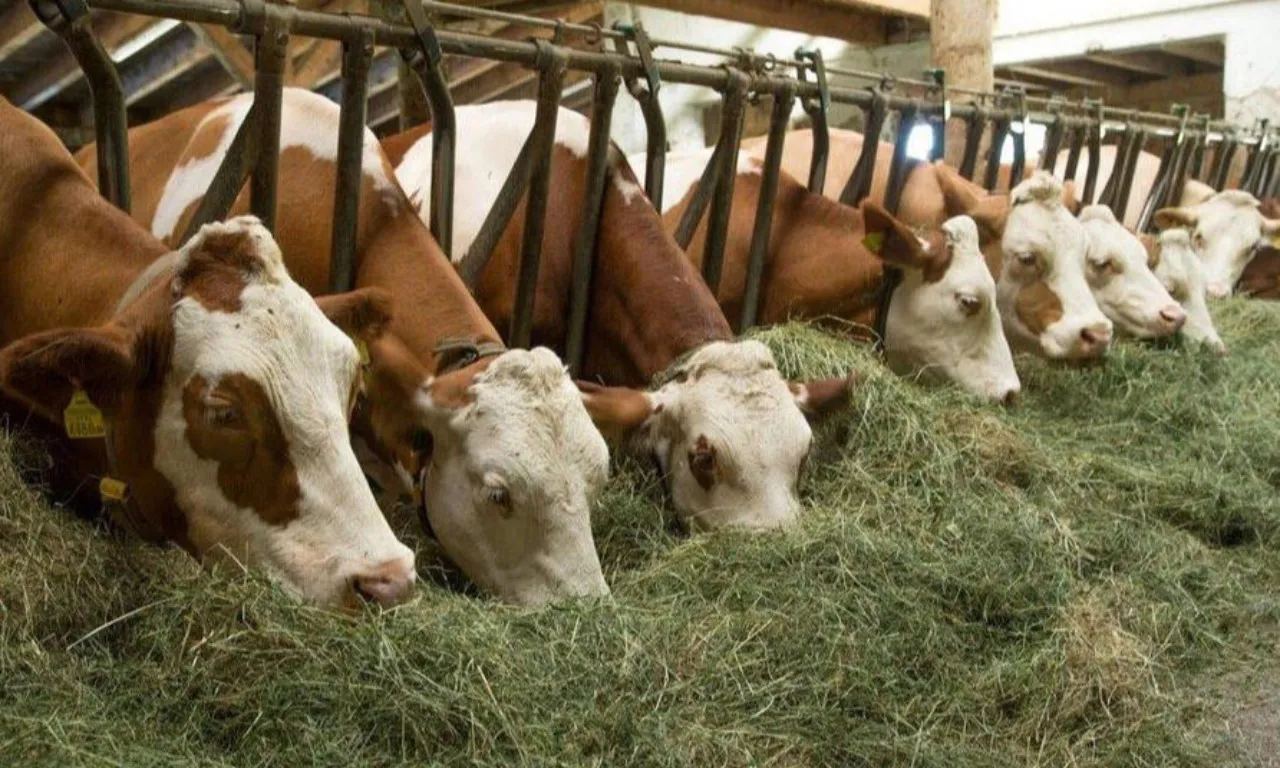 Сельскохозяйственные животные. Корма для сх животных. Кормовые добавки для крс. Сено для кормления коров. Еда для скота.