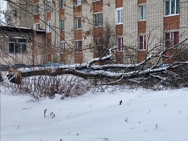 Травмоопасные ветки на улице Есенина в Новомосковске уберут до 25 декабря