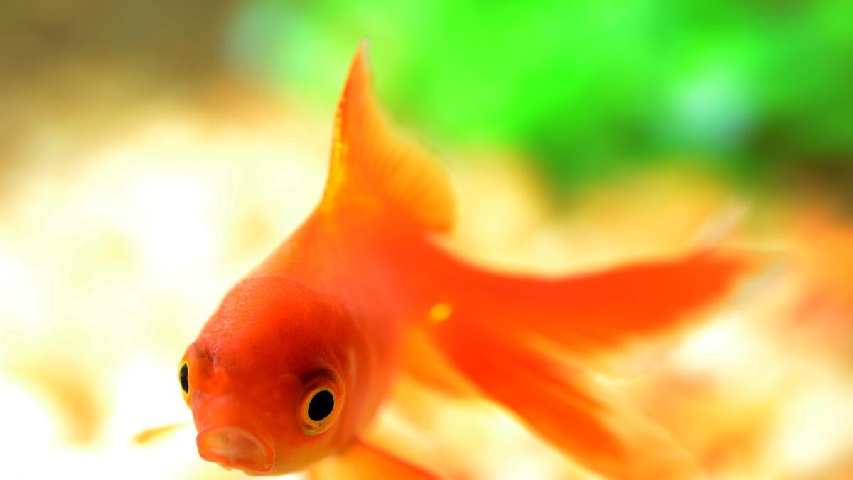 Оранжевая аквариумная рыбка. Аквариумные рыбки Золотая рыбка. Оранжевая рыбка. Оранжевые маленькие рыбы аквариумные.