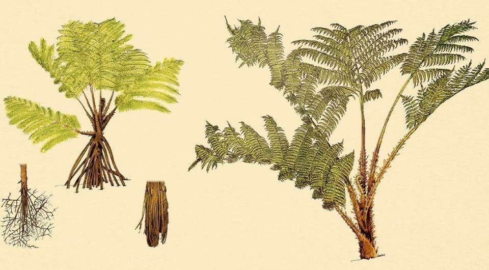 Древовидный папоротник <i>Cyathea rojasiana</i>. Справа молодое растение, слева - растение с вайями, преобразованными в корни
