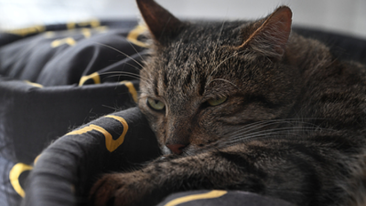 Ученые показали образ малоподвижного человека в 2050 году