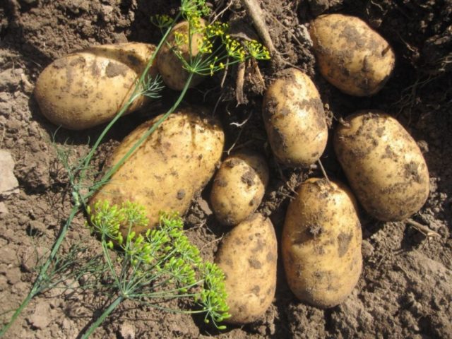 Лучшие сорта картофеля для Южного и Среднего Урала: семенного, новые, отзывы