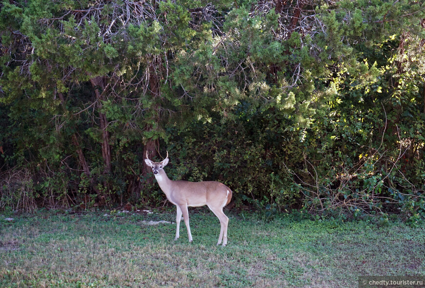 Жизнь на опушке леса
