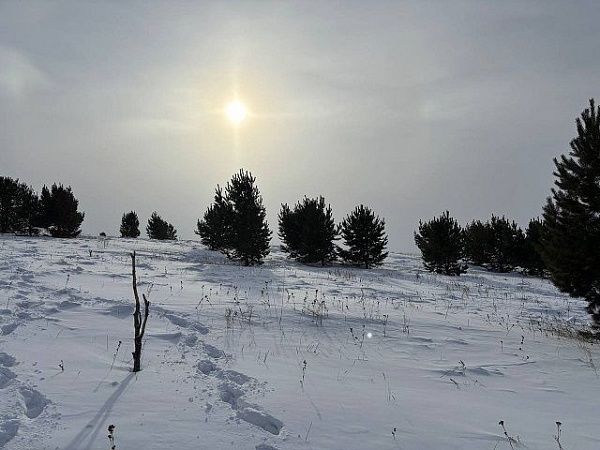 В Бурятии в результате первых обследований в этом году Россельхознадзором выявлено 55 га заросших сельхозземель