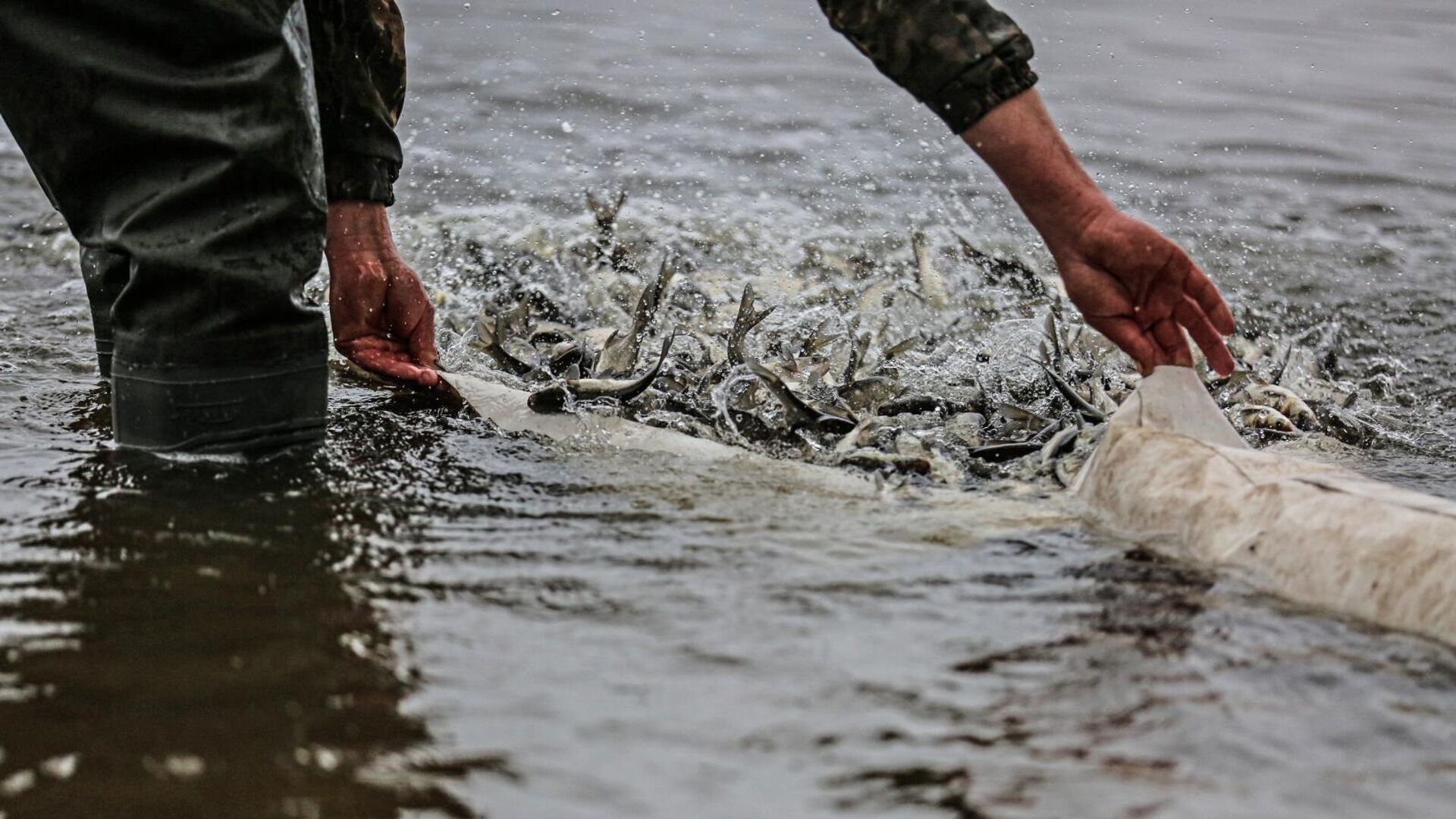 Зарыбление линем. Река Буртя. Санитар водоема. Выпускают мальков в реку. Выпуск мальков в реку.