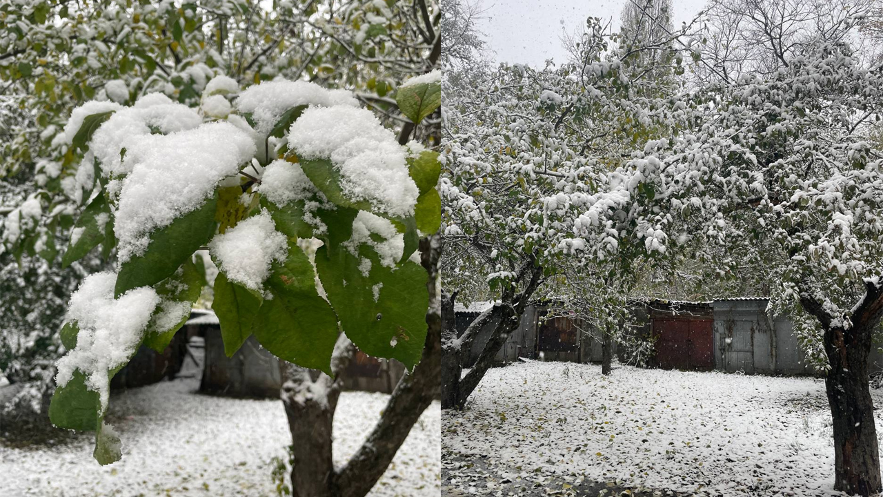 Марвин первым снегом. Кусты под снегом. Сирень зимой. Зеленые кусты под снегом. Куст сирени зимой.