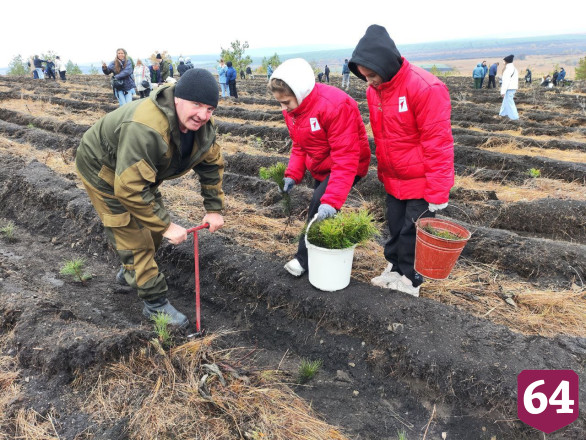 Осенью в Саратовской области высадят 3 миллиона сеянцев 