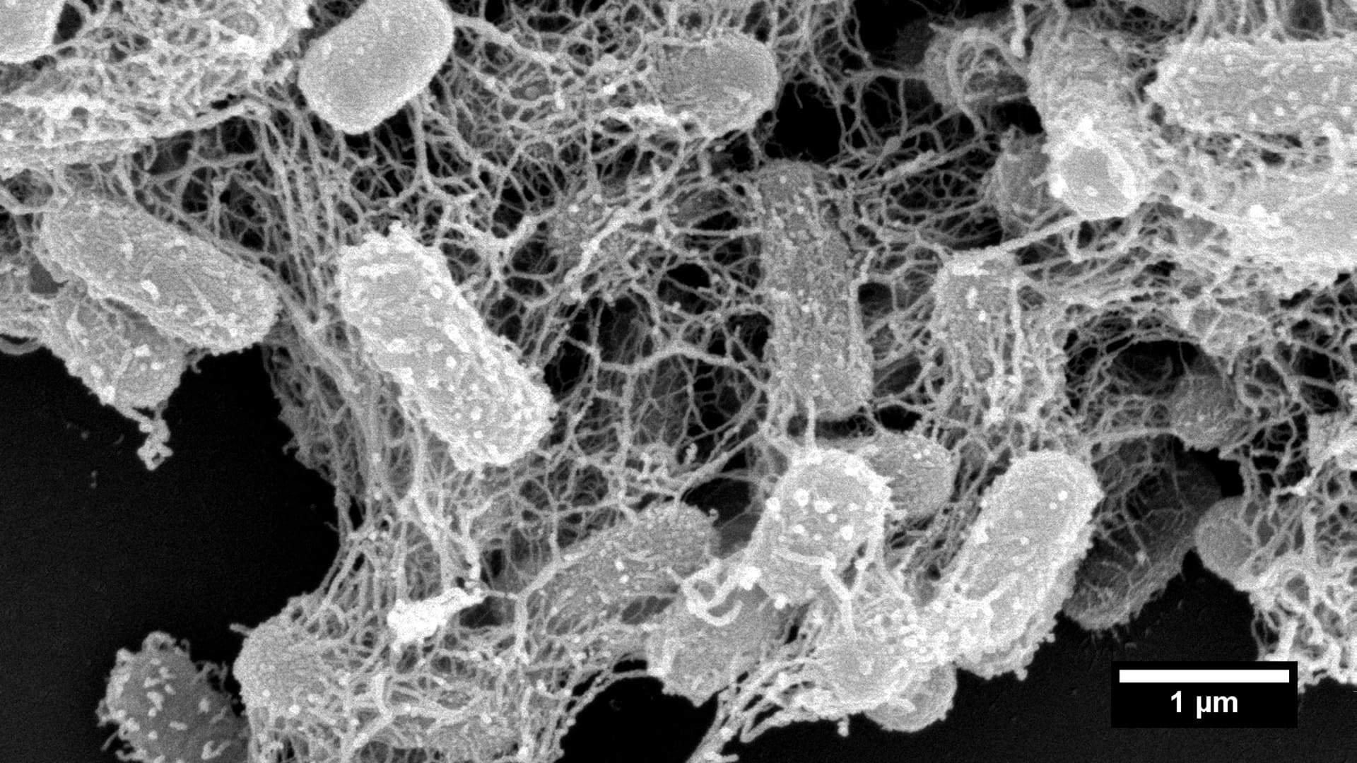 Разрушающие микроорганизмы. Наночастицы меди электронный микроскоп. Лекарственные бактерии. Кислоустойчивые бактерии. Микробы и лекарства.