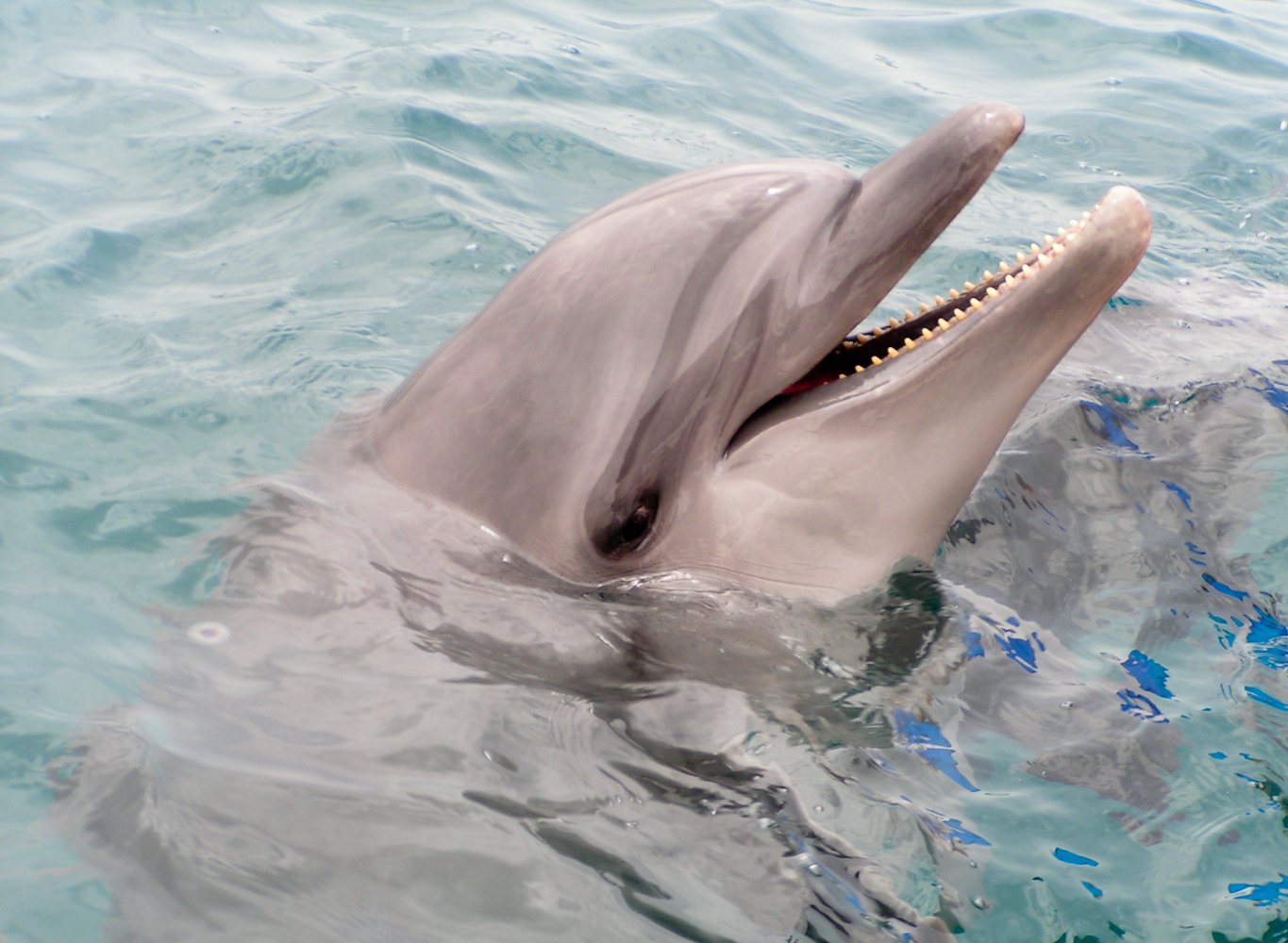 Дельфины. Дельфин рождение детенышей. Редкий дельфин. В японии дельфин. Тайцзи япония дельфины.