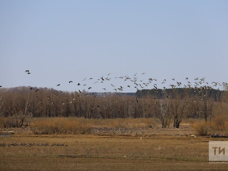 В Татарстане создают новый природный заказник «Мокрые Курнали»