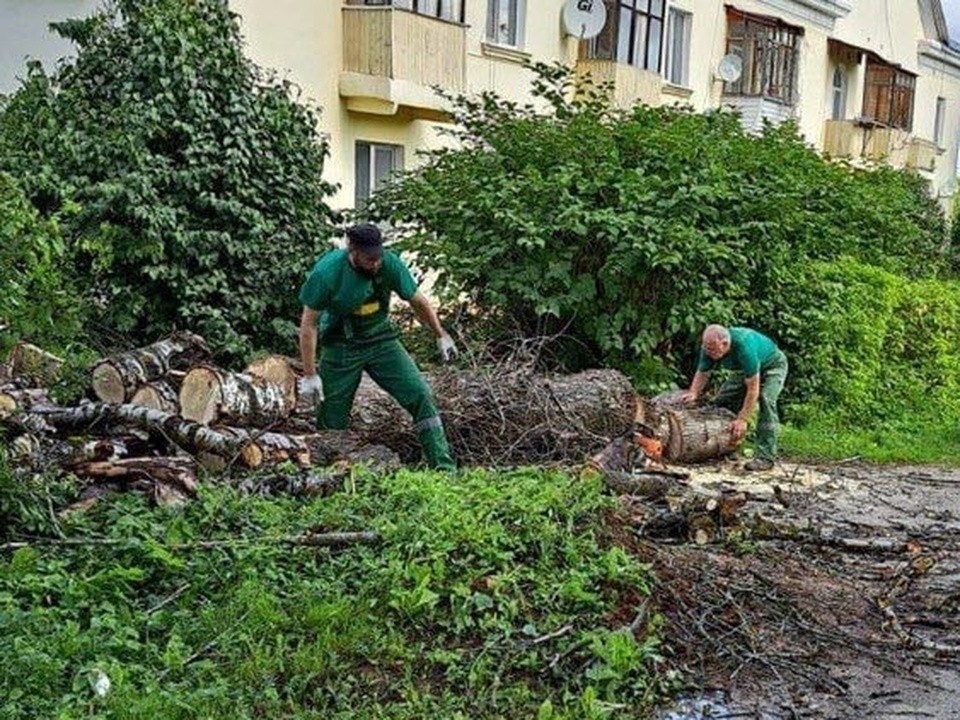 Коммунальным службам округа установили минимальный период работ по опиловке деревьев