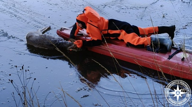 В Башкирии спасатели вытащили из воды косулю, провалившуюся под лед