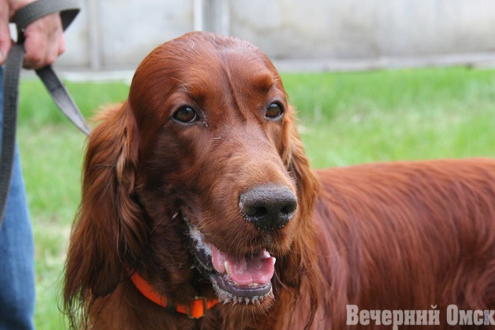 Лайки, борзые и гончие: в Омске прошла выставка охотничьих собак