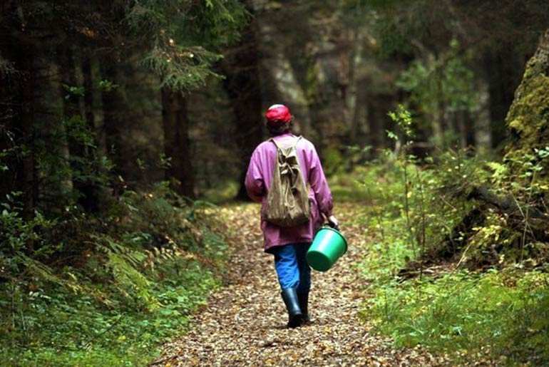 Спасатели рассказали, куда надо идти, заблудившись в лесу при сборе грибов | Русская весна