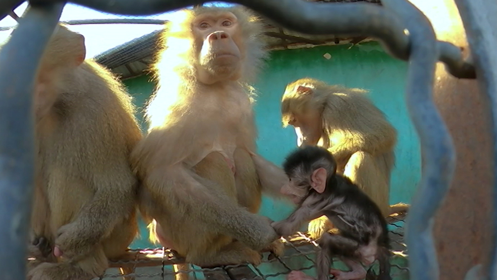 гамадрил люська и компания тайган видео
