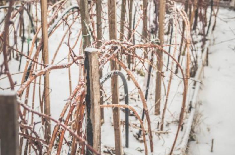 Чем обработать малину перед зимой. Подготовка малины к зимовке в сибири. Весенняя обрезка малины ремонтантной. Обрезка малины весной. Как правильно вырезать малину осенью в самаре.