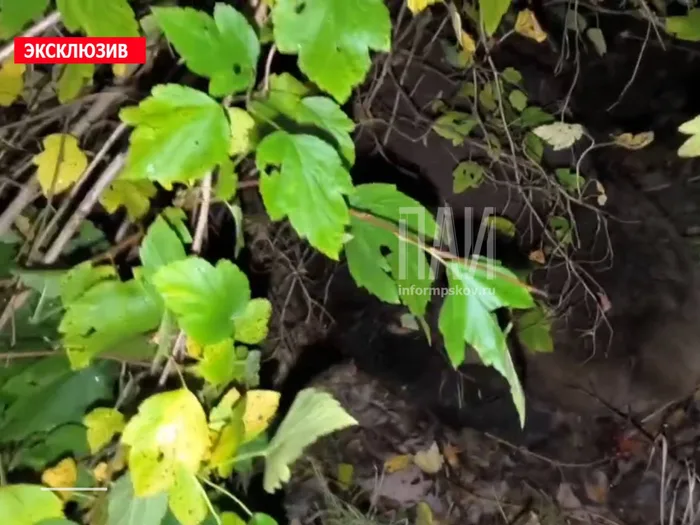 Водитель автомобиля сбил медведя (ФОТО, 18+)