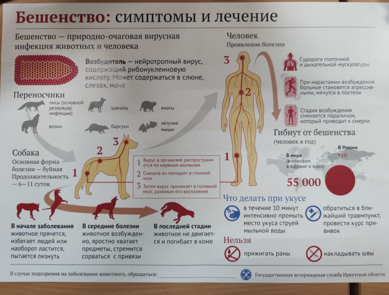 Бешенство у людей царапины. Животные зараженные бешенством. Человек зараженный бешенством. Процент зараженных бешенством животных.