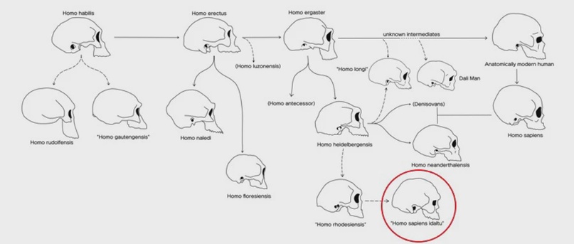 160 000-летние окаменелые черепа, обнаруженные в Эфиопии, являются древнейшими анатомически современными людьми, изображение №3
