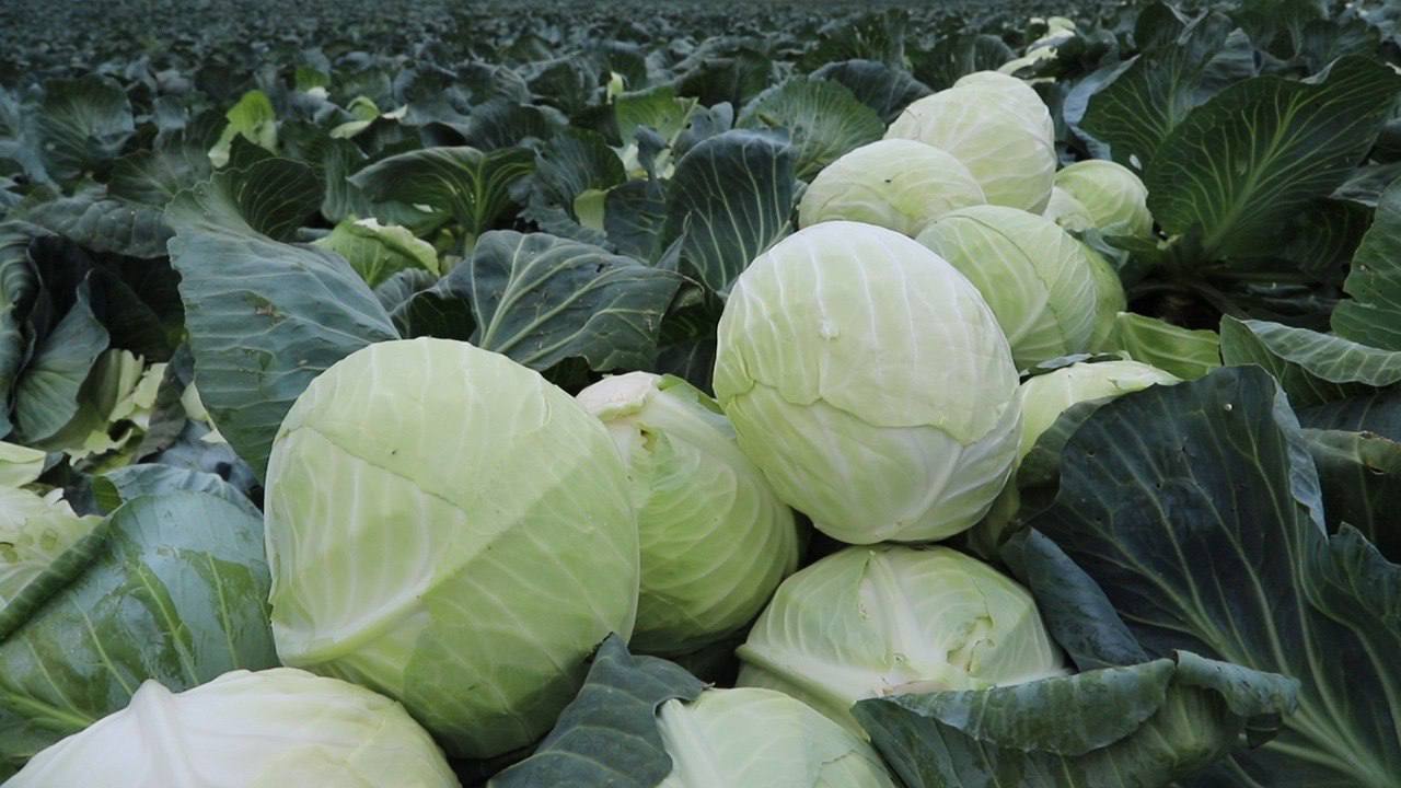 Урожай овощей в Дагестане вырос на 100 тысяч тонн 