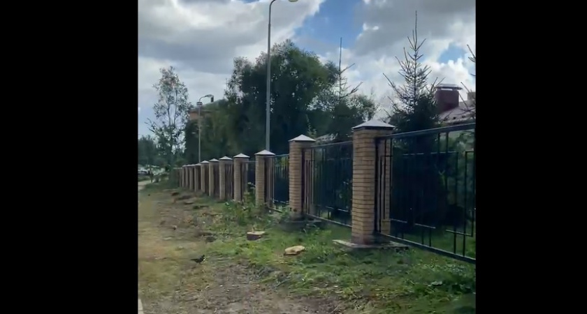 Во Владимире в Октябрьском районе вырубили сотни деревьев из-за ясеневой златки