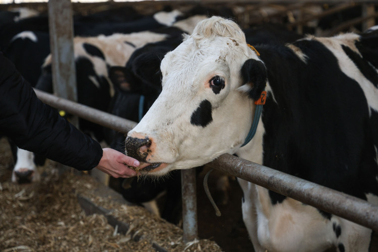 Проект очень важен с точки зрения замещения импорта критически важных кормовых ингредиентов