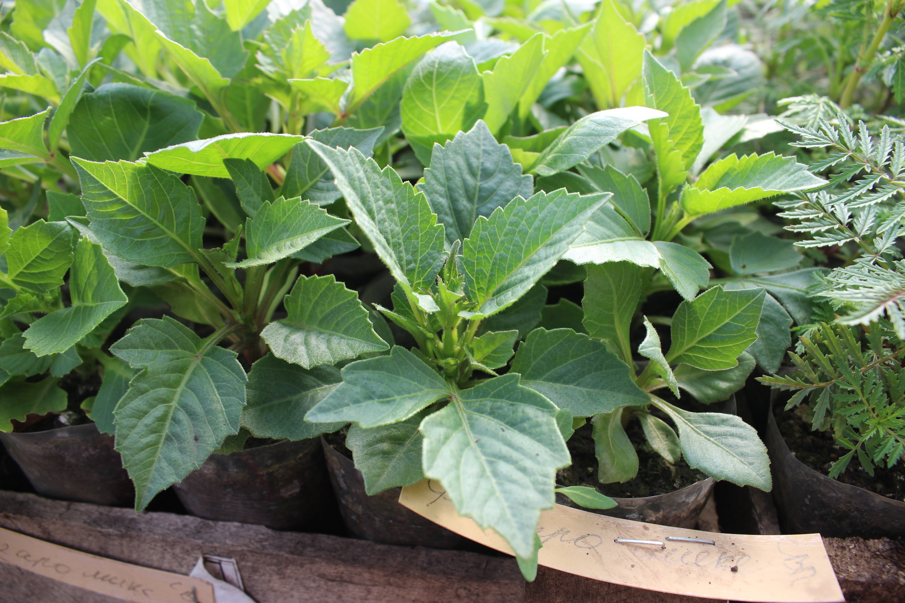 Как правильно сделать рассаду. Пикирование рассады томатов. Как правильно сделать рассаду. Мальва рассада пикировка рассады. Пикировать рассаду помидор.