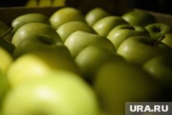 Цены на яблоки в регионе соответствуют средним показателям 