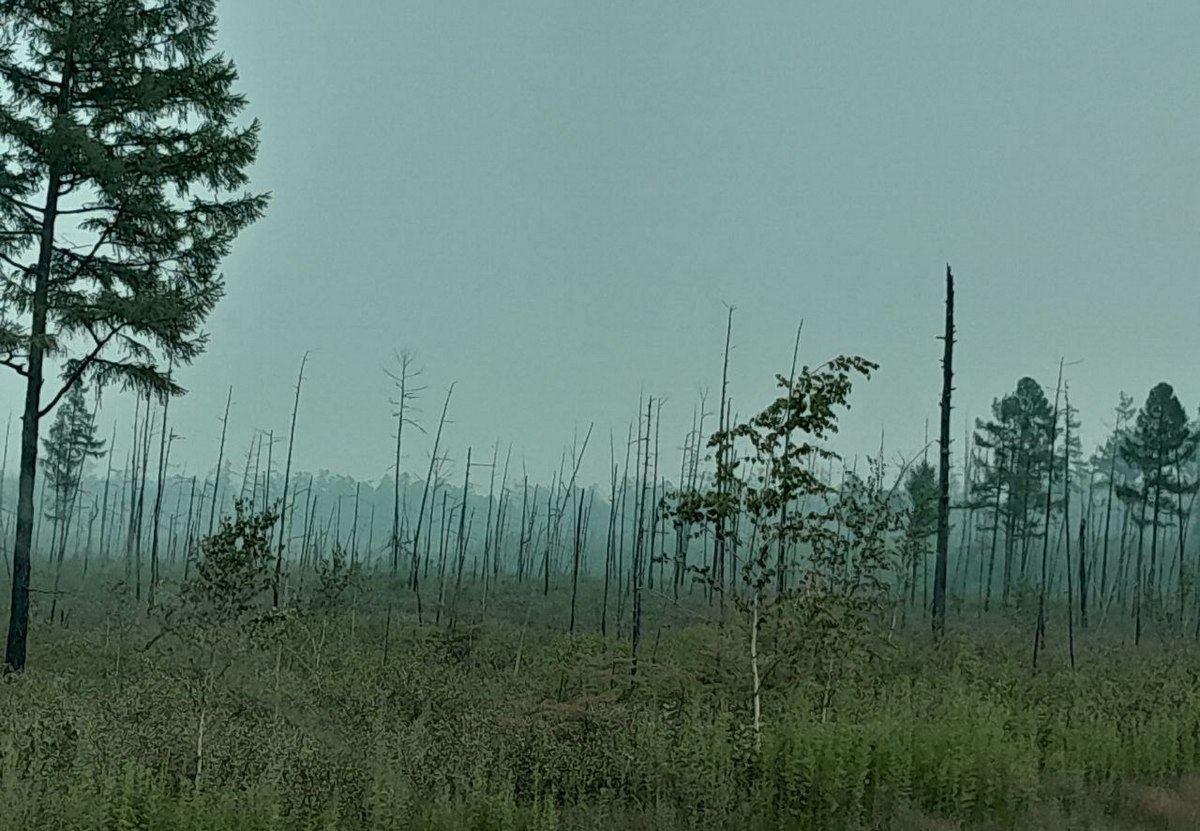 Хозяин леса в приамурье