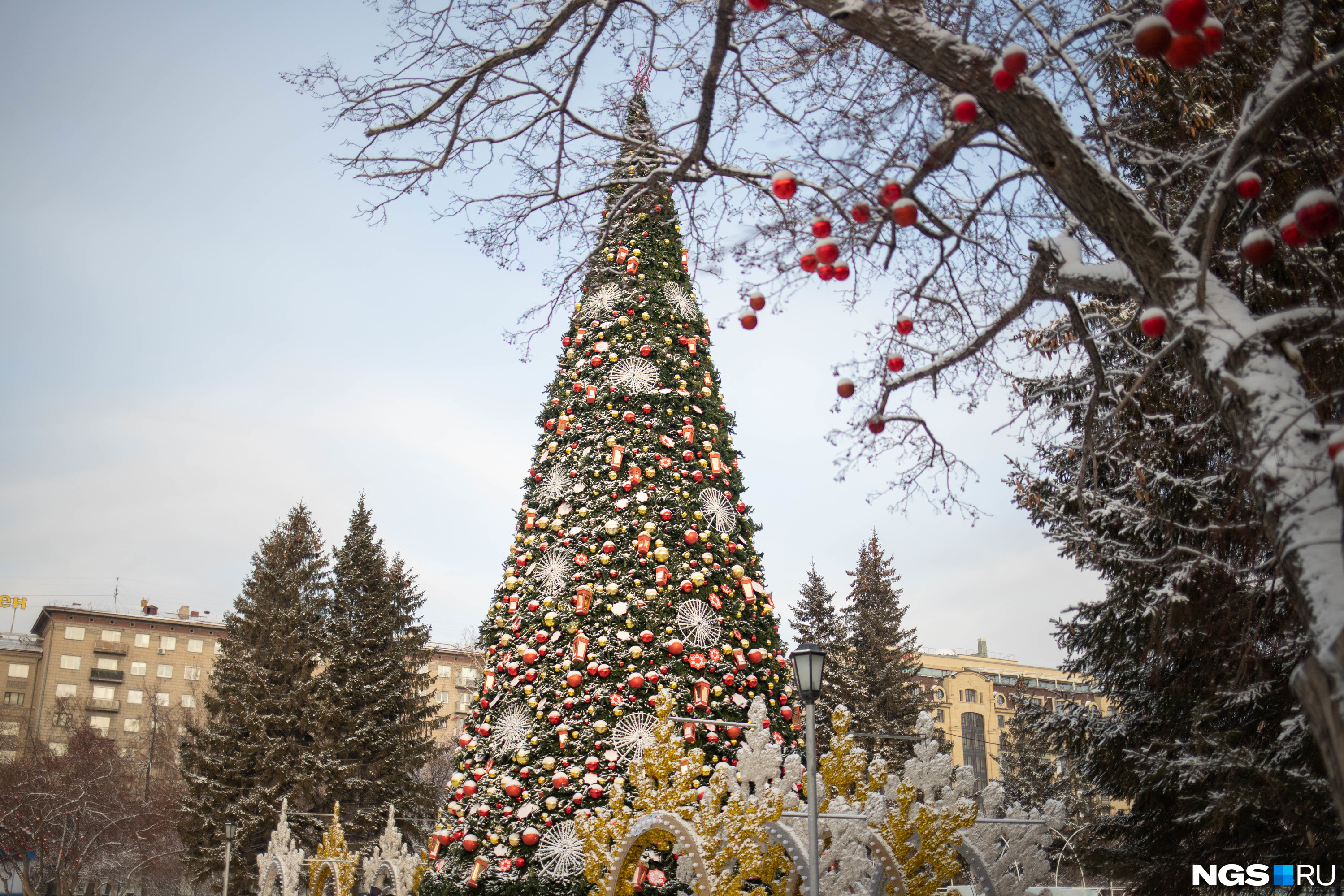 Ель новосибирск