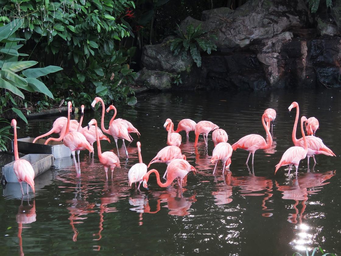 Розовые фламинго в водоеме