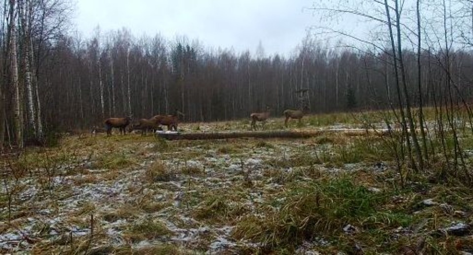 Ферма по разведению маралов алтае-саянской породы появилась в Псковской области