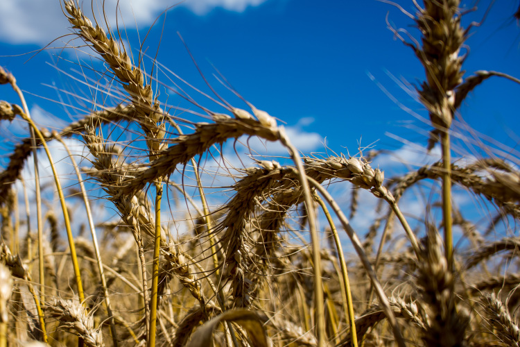 Нужно сказать, что глубокая переработка зерна — давняя мечта министра сельского хозяйства и продовольствия РТ Марата Зяббарова, которая до сих пор так и не может осуществиться