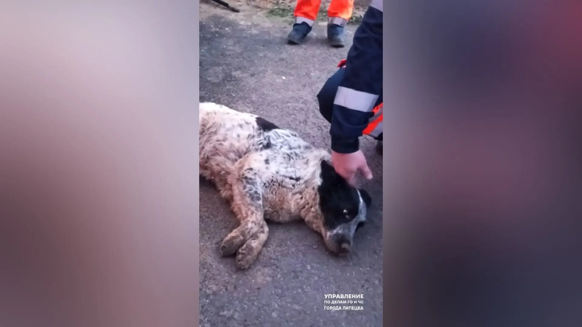 Застрявшей в трубах собаке помогли выбраться липецкие спасатели