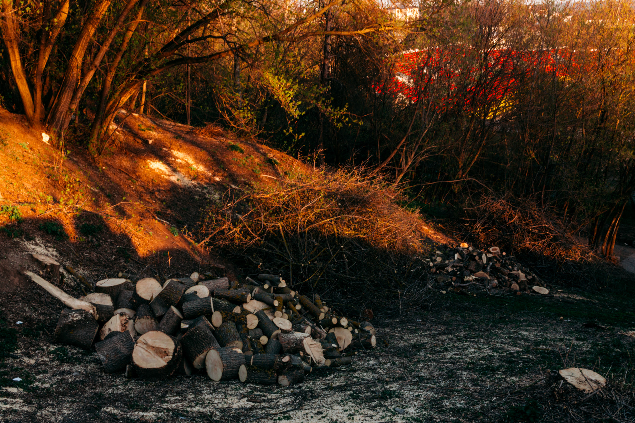 Рубка леса на склонах. Высаживание деревьев на склонах оврага. Сплошная рубка леса. Постепенные рубки лесных насаждений. Карпаты лес вырубка.