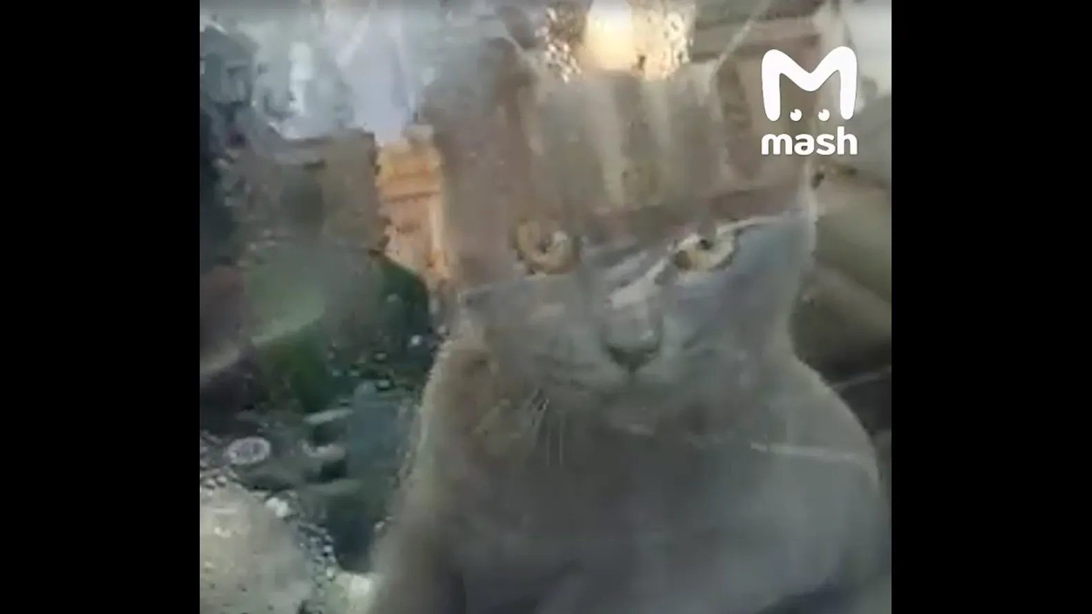 Кот в машине за стеклом. Рыжий кот за рулем. Котик за рулем. Кот в машине. Коты за рулем.