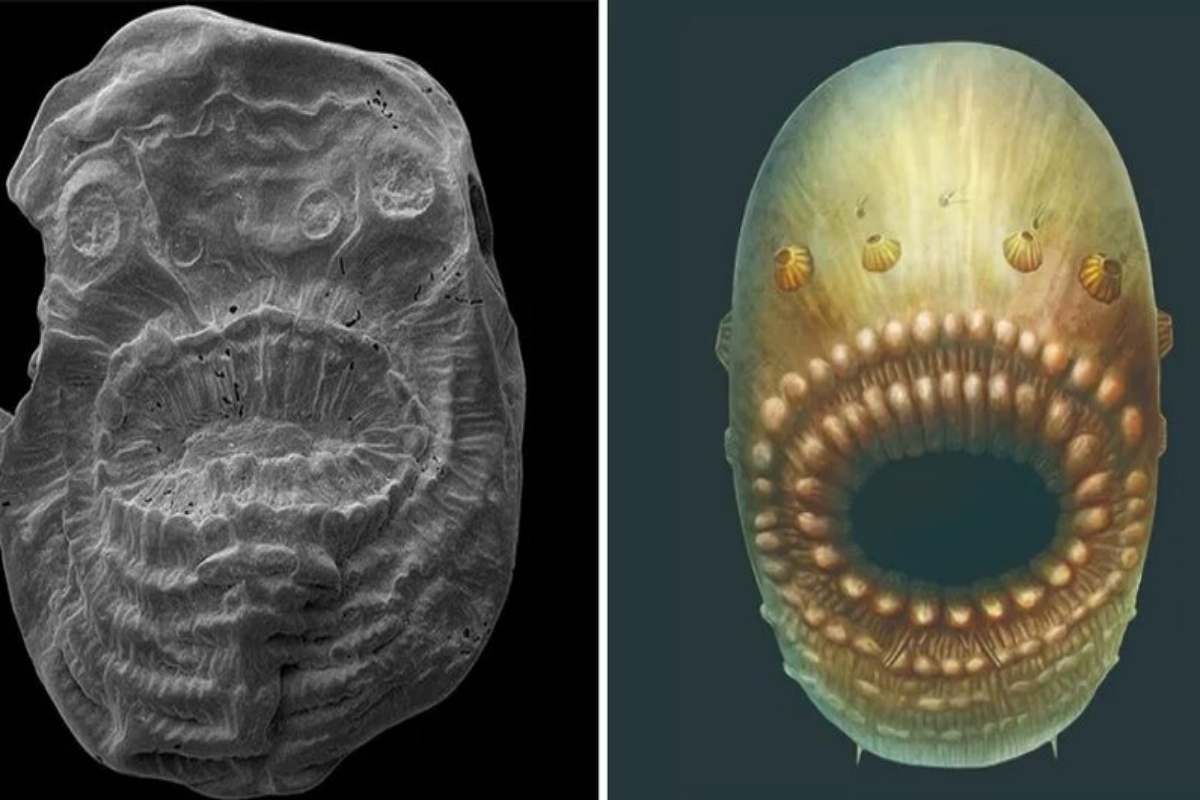 Организмы древних времен. Saccorhytus coronarius. Древние организмы. Трубчатый микроскопические существа. Вторичноротые организмы.