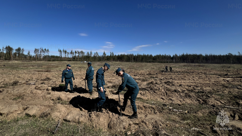 Сотрудники МЧС России сажают деревья в память о советских людях погибших в годы ВОВ