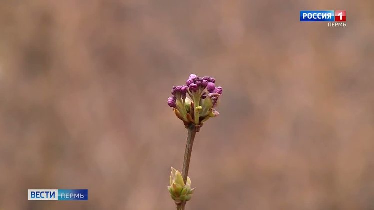 Бутоны сирени не распускаются. Набухший бутон.