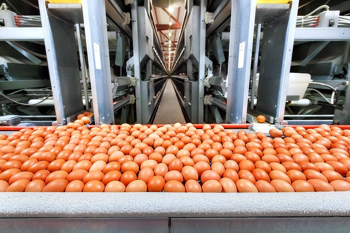 ​Ярославская область по производству яиц первая в ЦФО и вторая в России