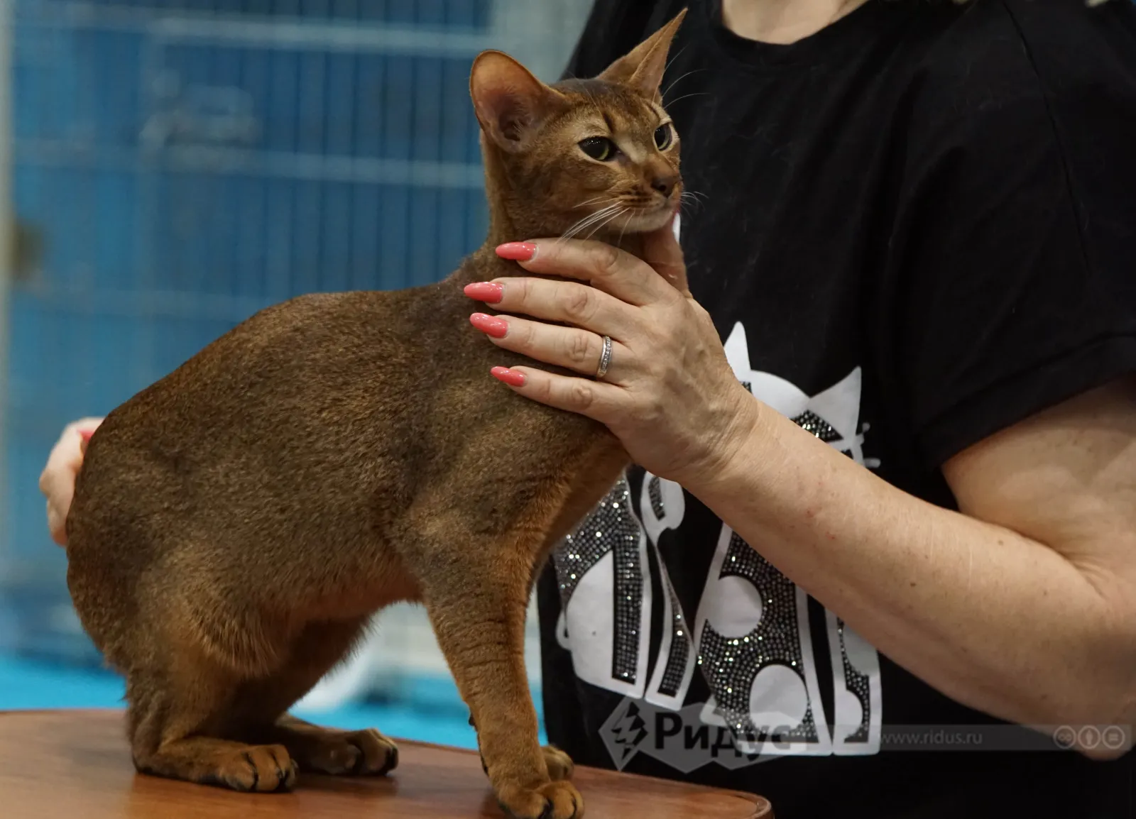 Анапа выставка кошек июнь 2024. Выставка кошек на колхозном рынке уфа. Анапа выставка кошек июнь 2024. Анапа выставка кошек июнь 2024. Флаер выставка кошек.