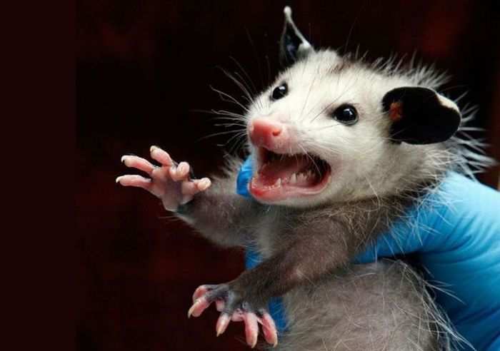 Жители Канады пожаловались на нью-йоркских крыс