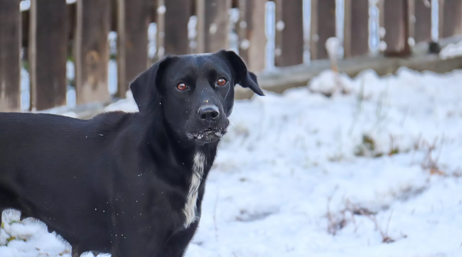 Собака. Зима. 